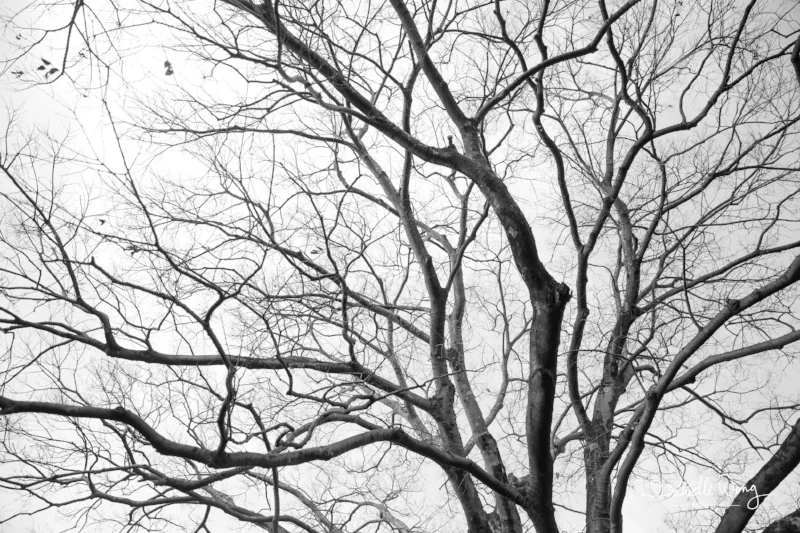 Kozaemon Heritage Tree Series 1 Printed on Glossy Silver, Metal