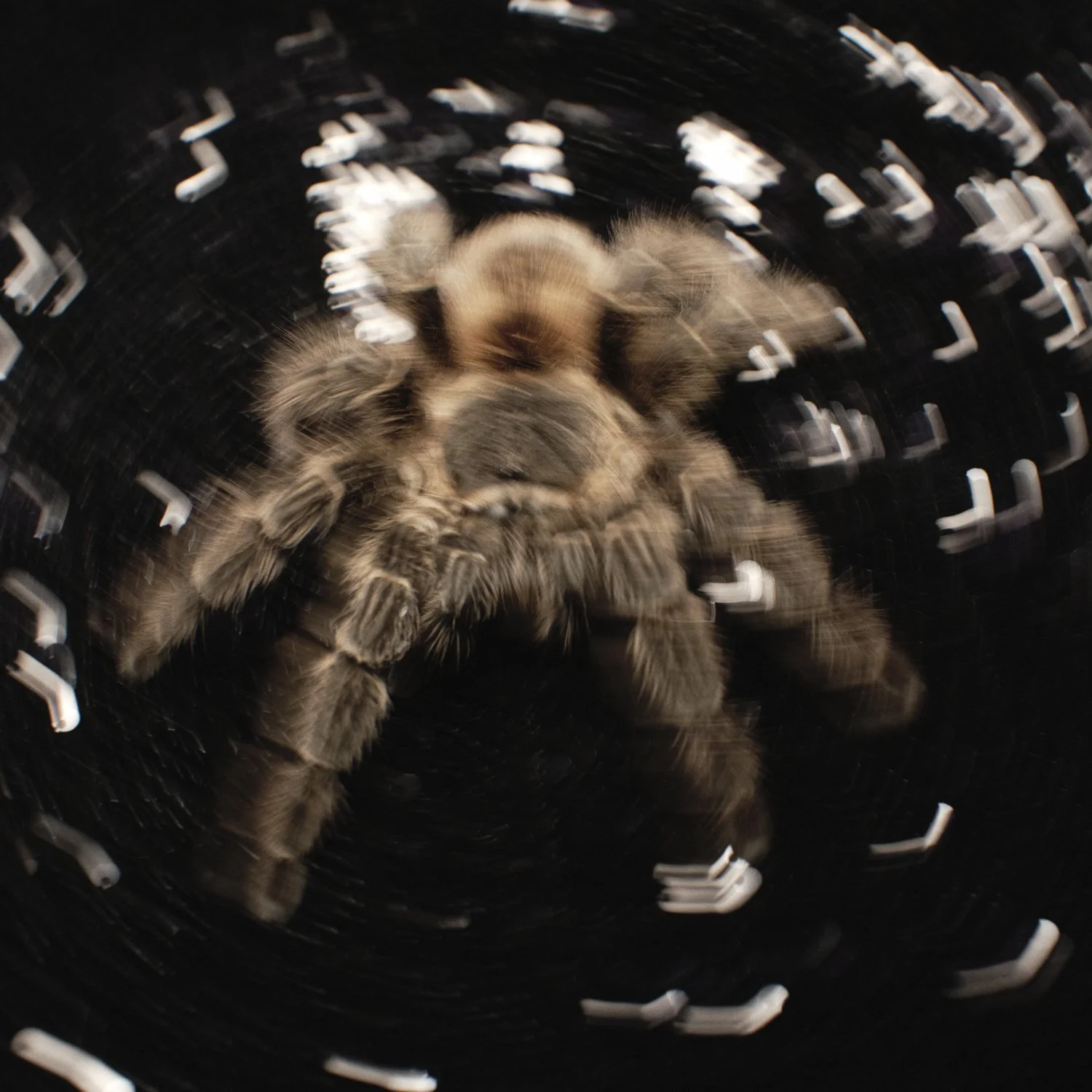 2024-08-16_NO JOY_BUG LAND4879.jpg