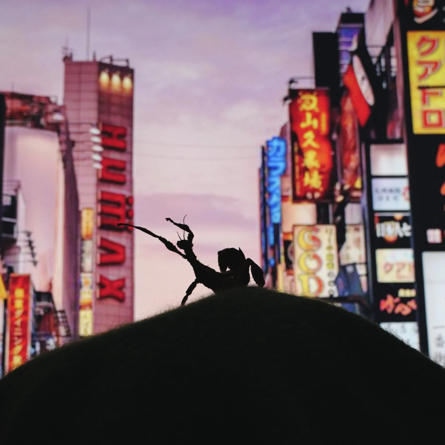 2024-08-16_NO JOY_BUG LAND17046.jpg