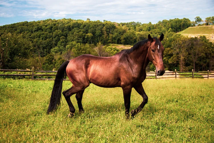 Quinn, A Giant Horse.