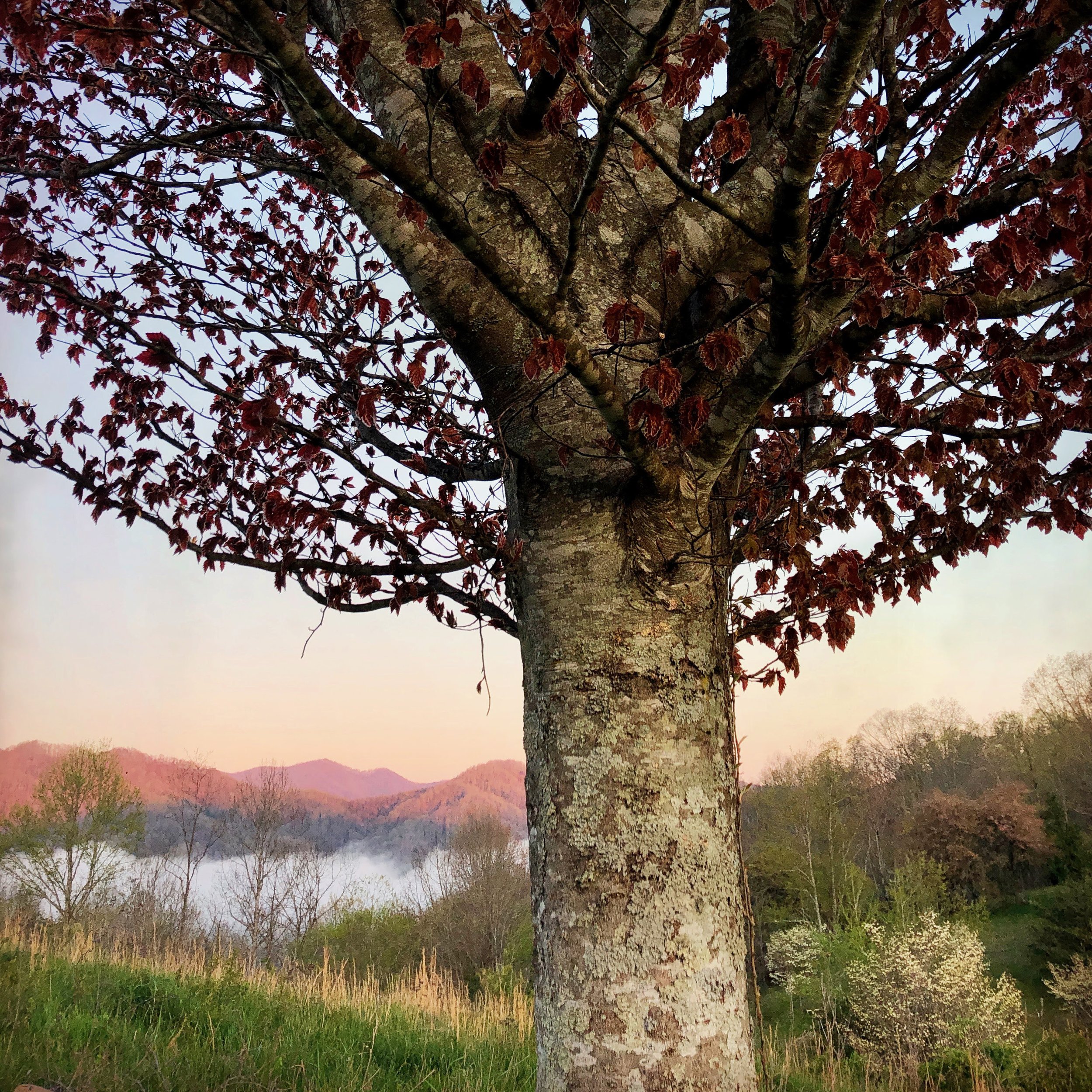 Lauren's Tree Calendar_Cover_Page_115.jpg