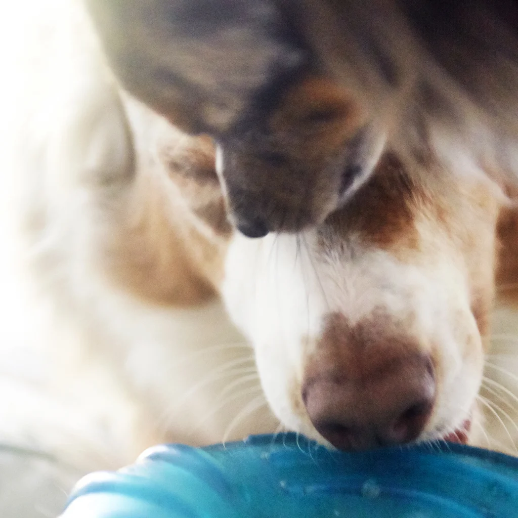 131101_TMPP_Milo&Monkey_0211.jpg