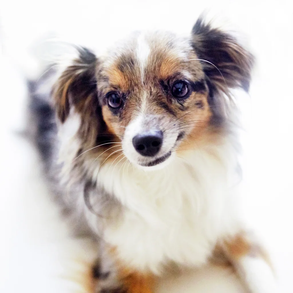 131101_TMPP_Milo&Monkey_0234.jpg