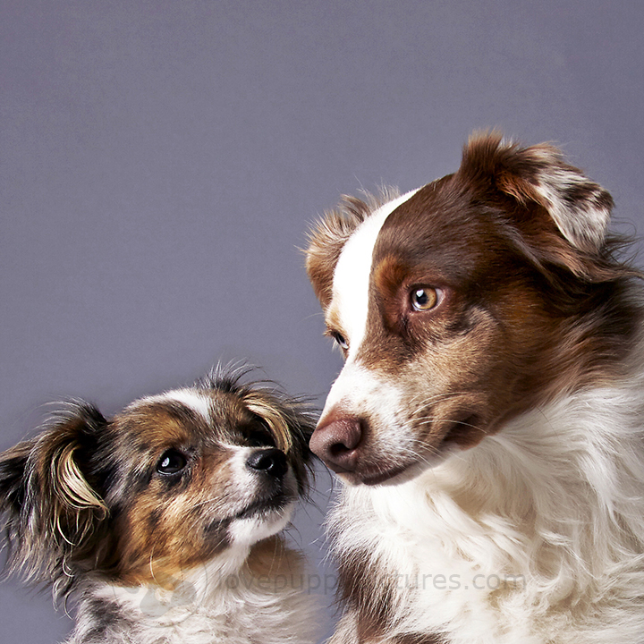 130108_TMPP_Milo&Monkey_124RT.jpg
