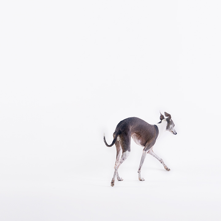 LuaPingo_0001.jpg