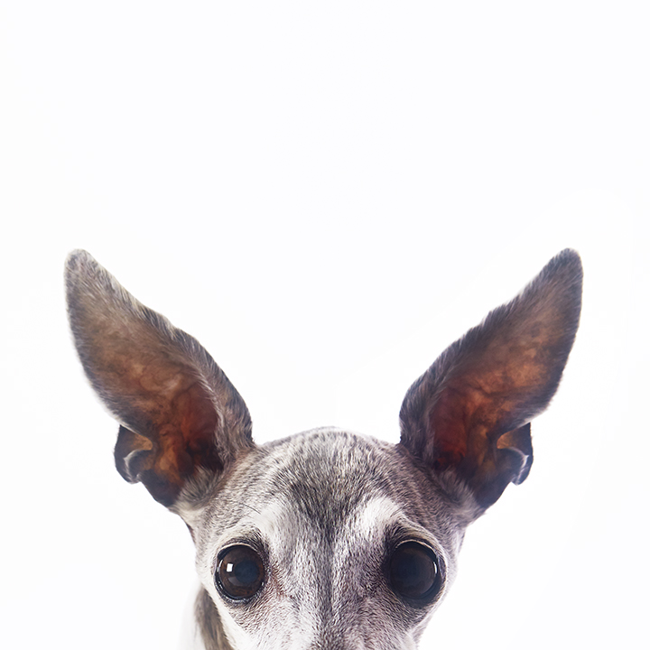 LuaPingo_0023.jpg