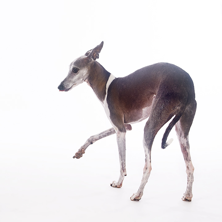 LuaPingo_0032.jpg