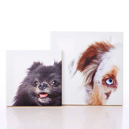 PuppiesAndProducts_0209.jpg
