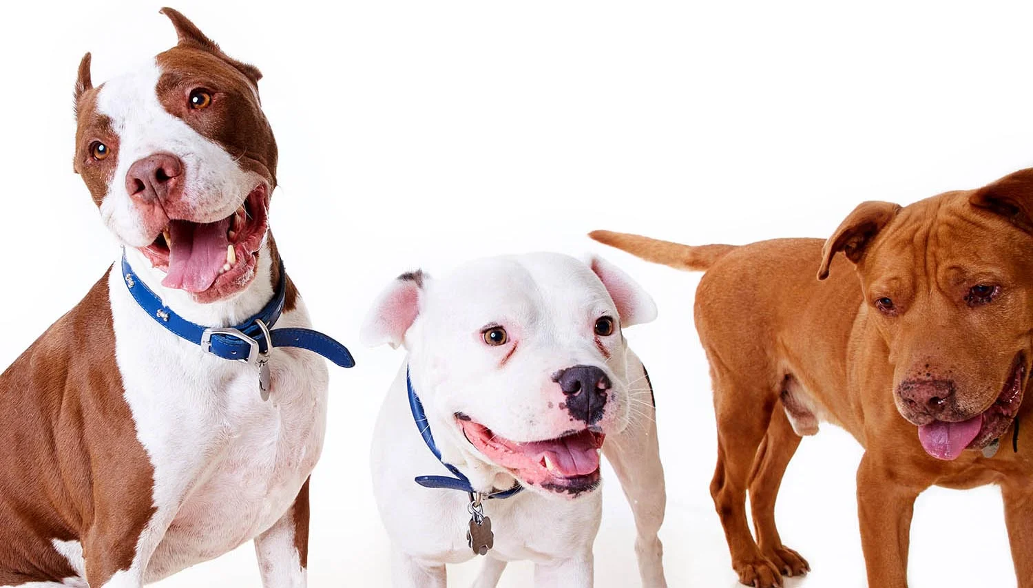 JunesPups_046_v3b.jpg