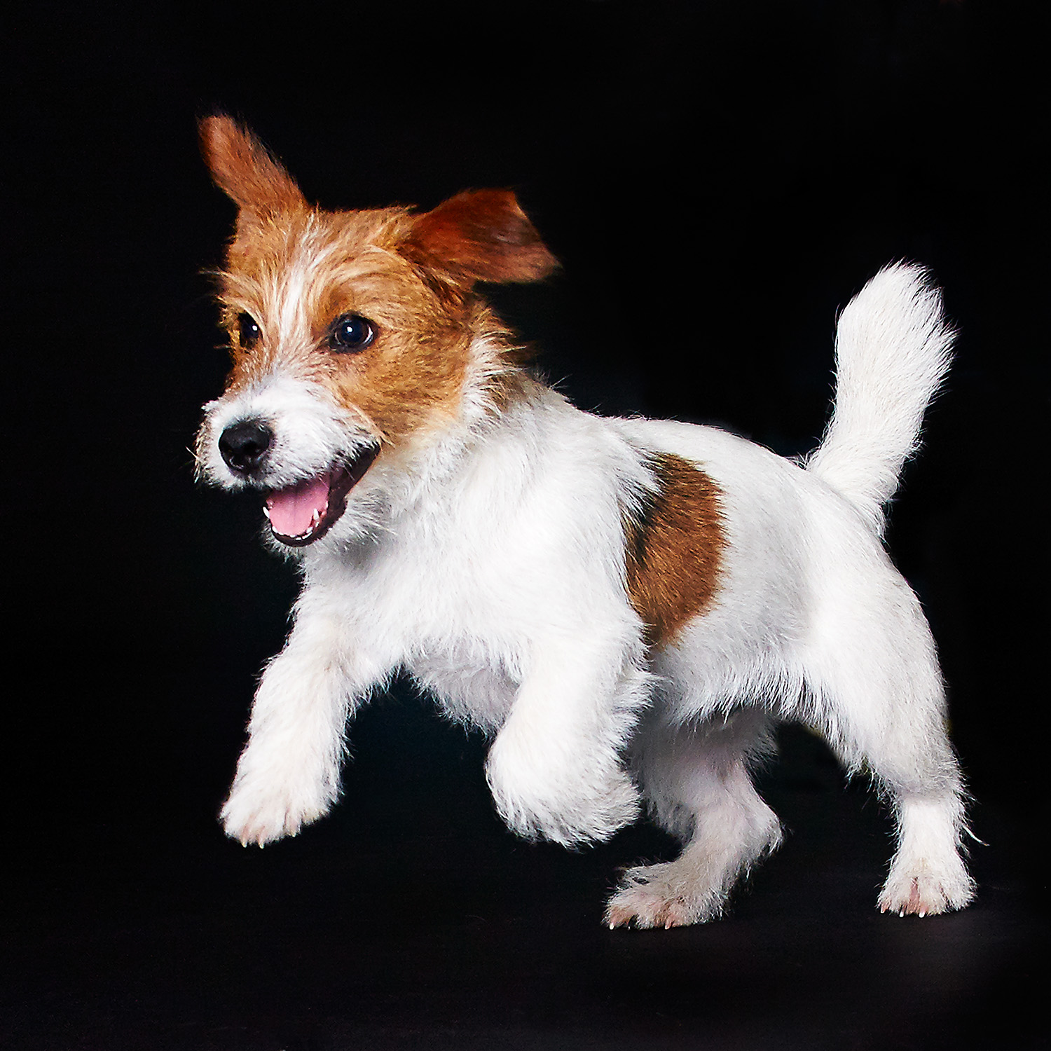 Shorty Jack Russell