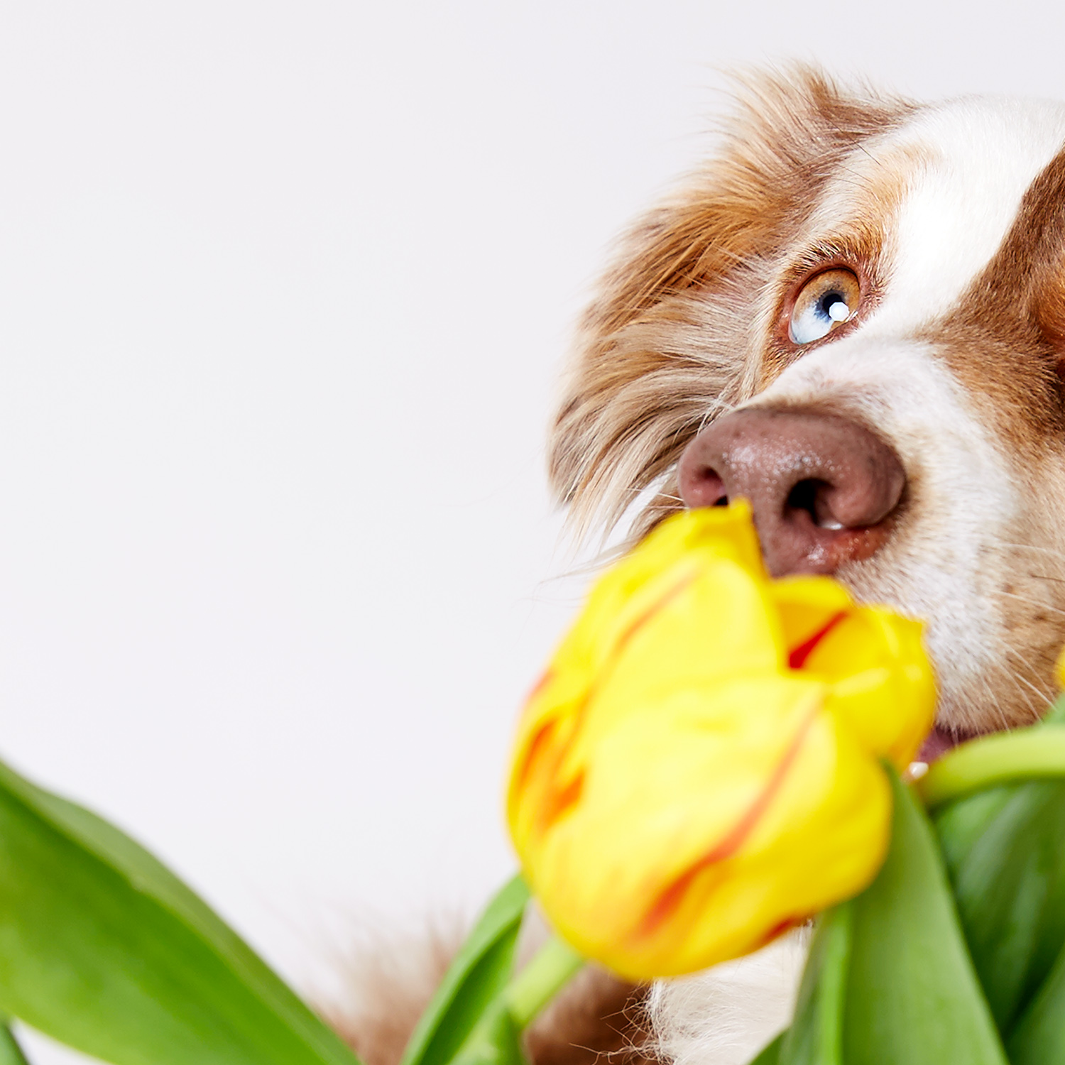 MothersDayPups_0015.jpg