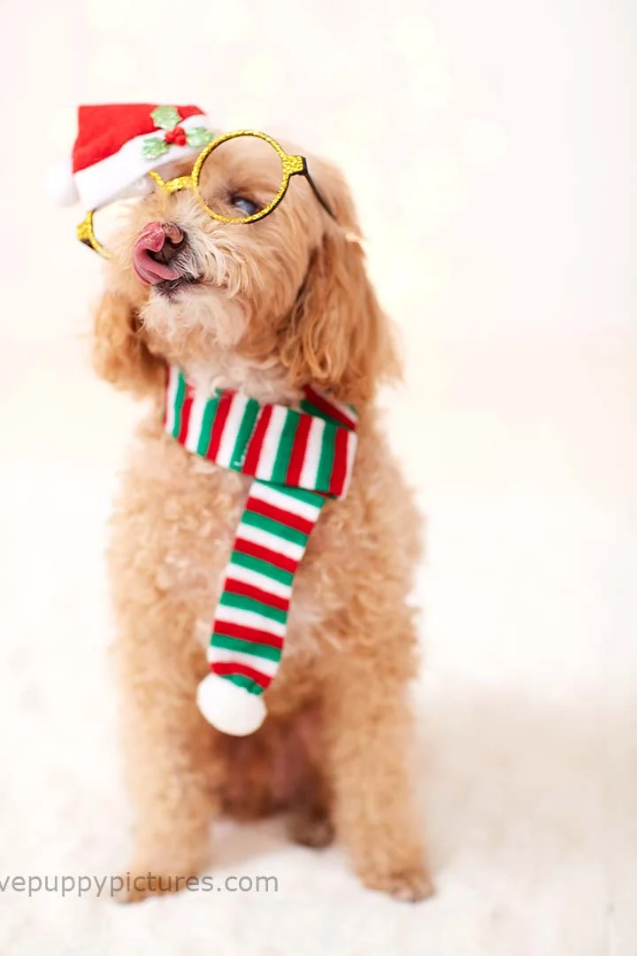 171128_LPP_Gullie_for_Christmas20170480.jpg