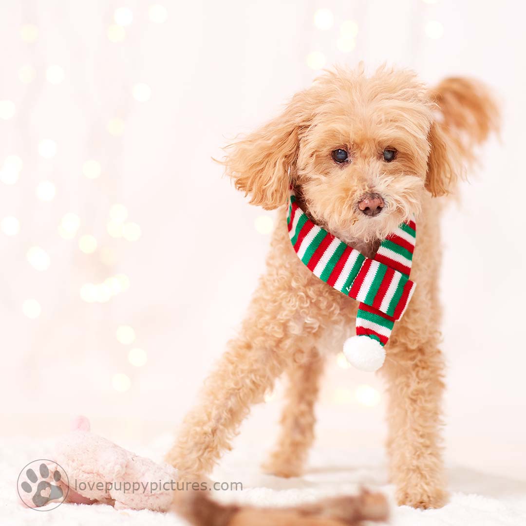 171128_LPP_Gullie_for_Christmas20170749.jpg