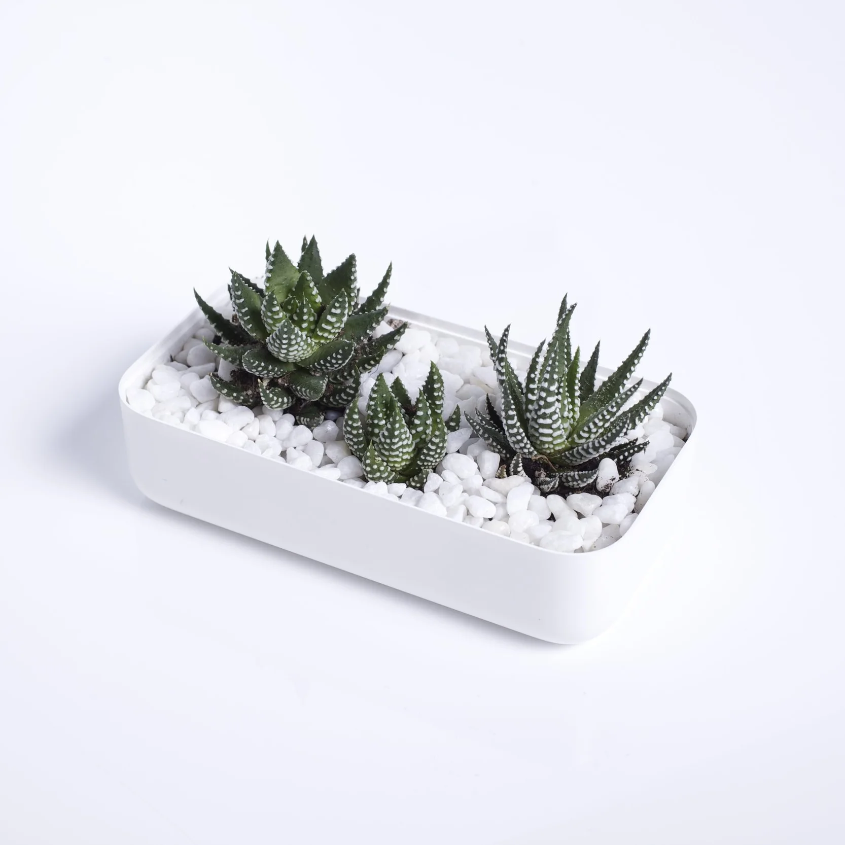 make a planter with a an iPhone 5c box - whiteboxlab.jpg