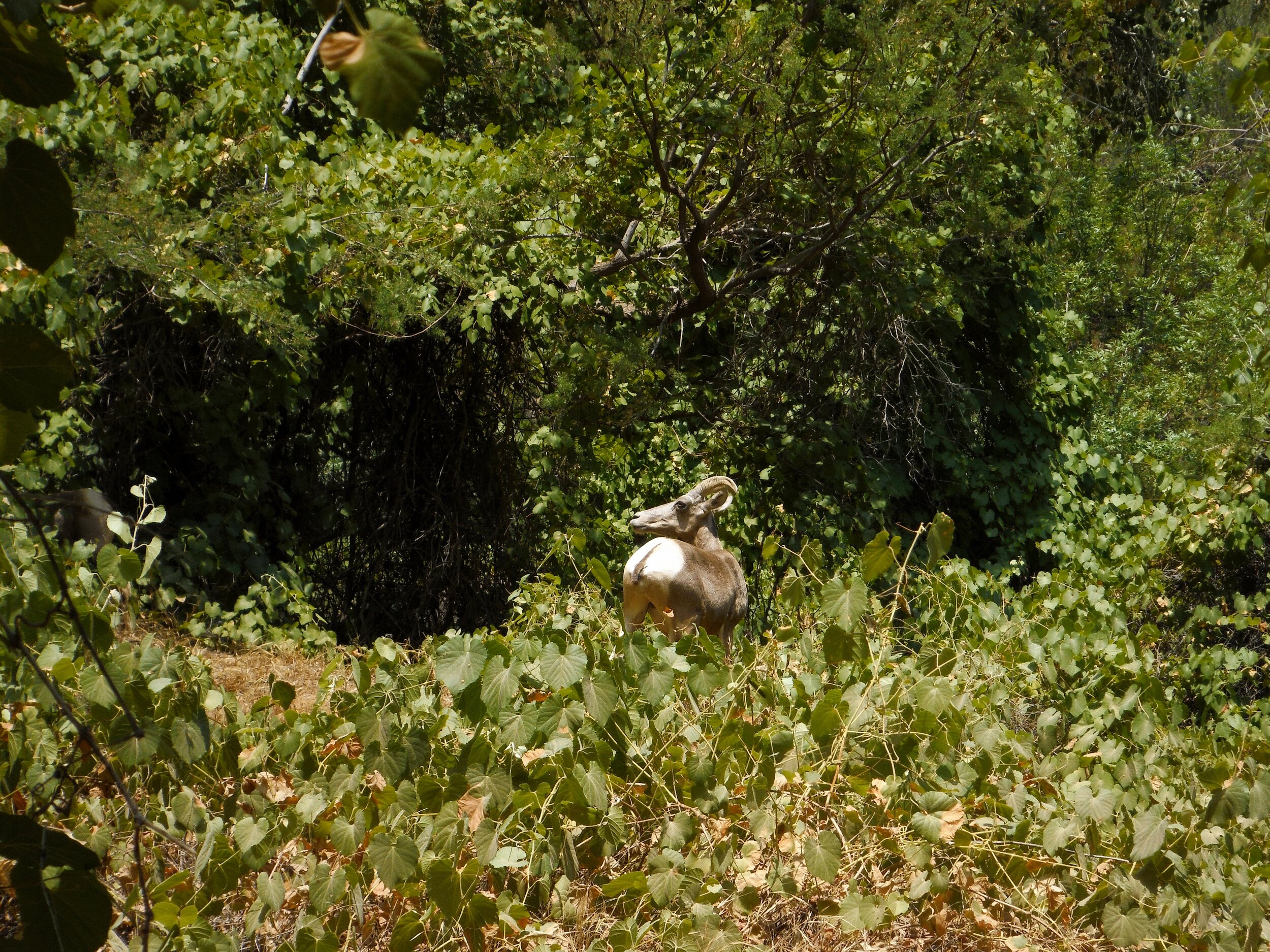 Havasupai 097.JPG