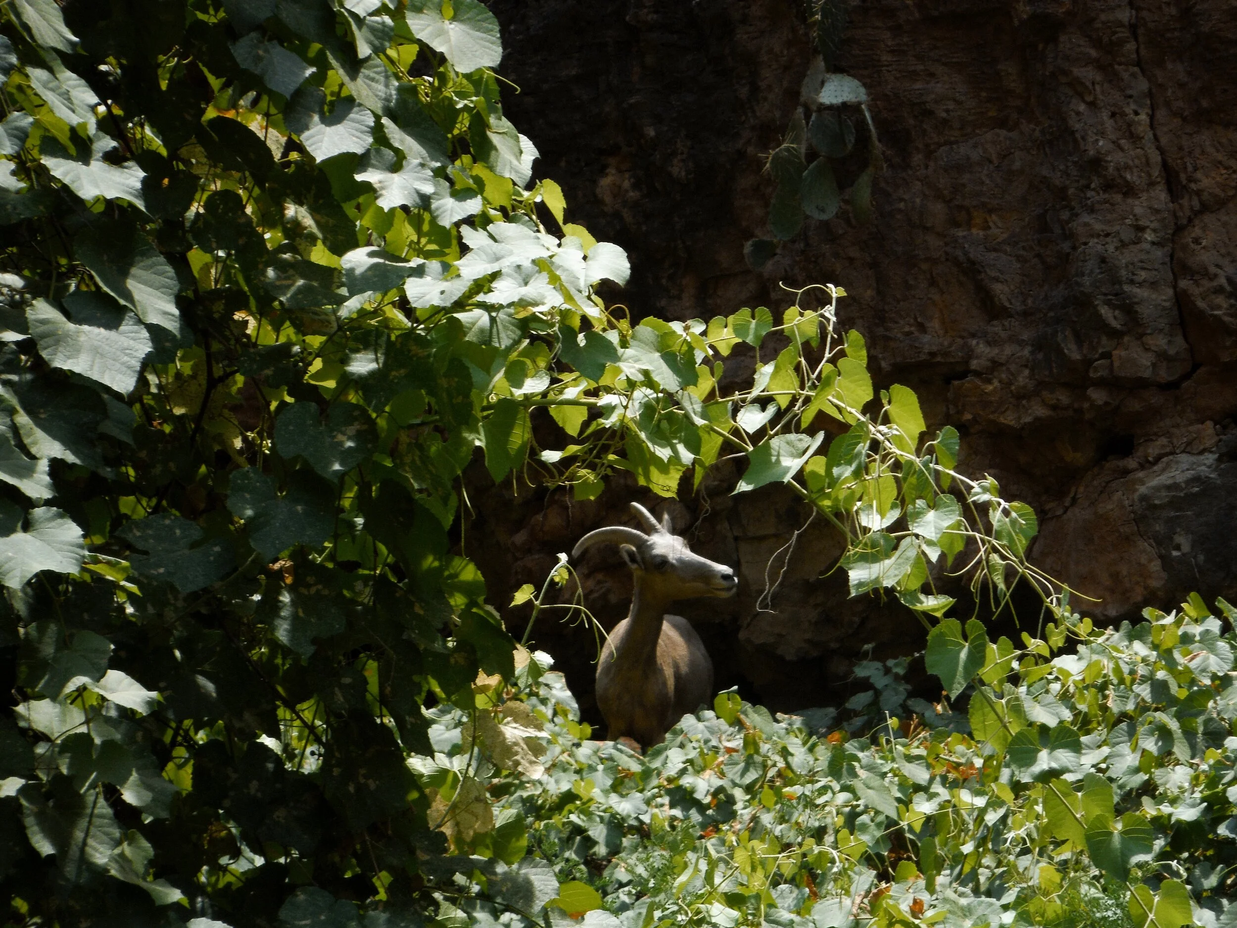 Havasupai 100.JPG
