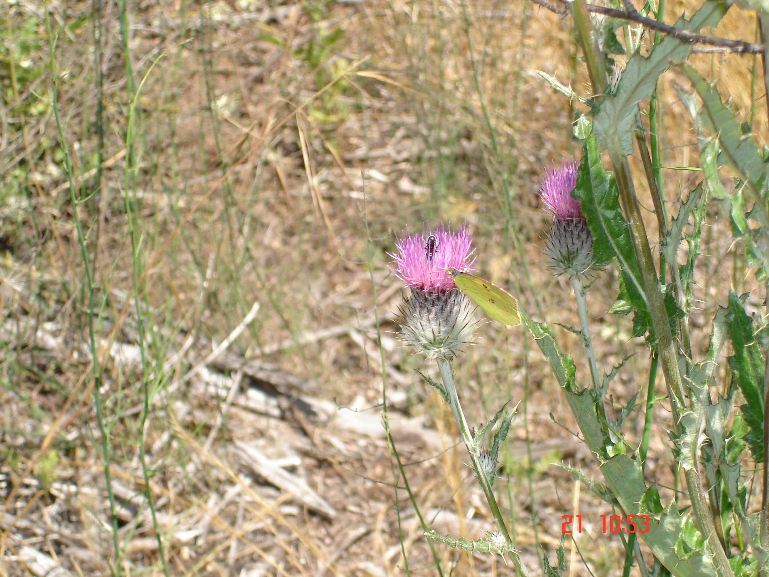DSC00383.JPG