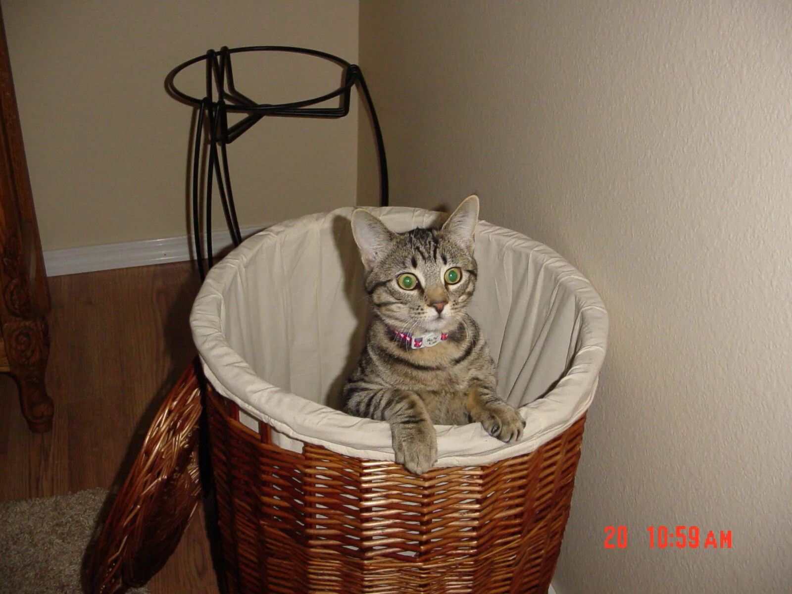 Indi in a basket Dec 2004.JPG