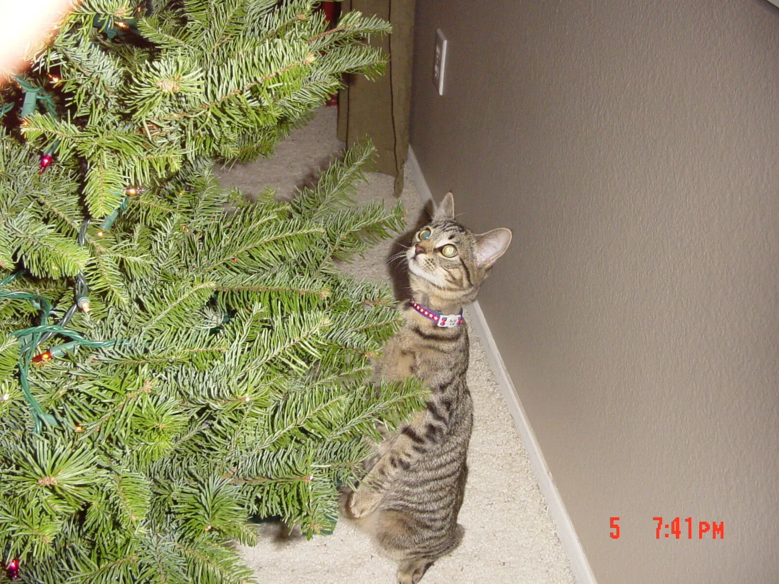 Indy Meets the X-Mas Tree 2004.JPG