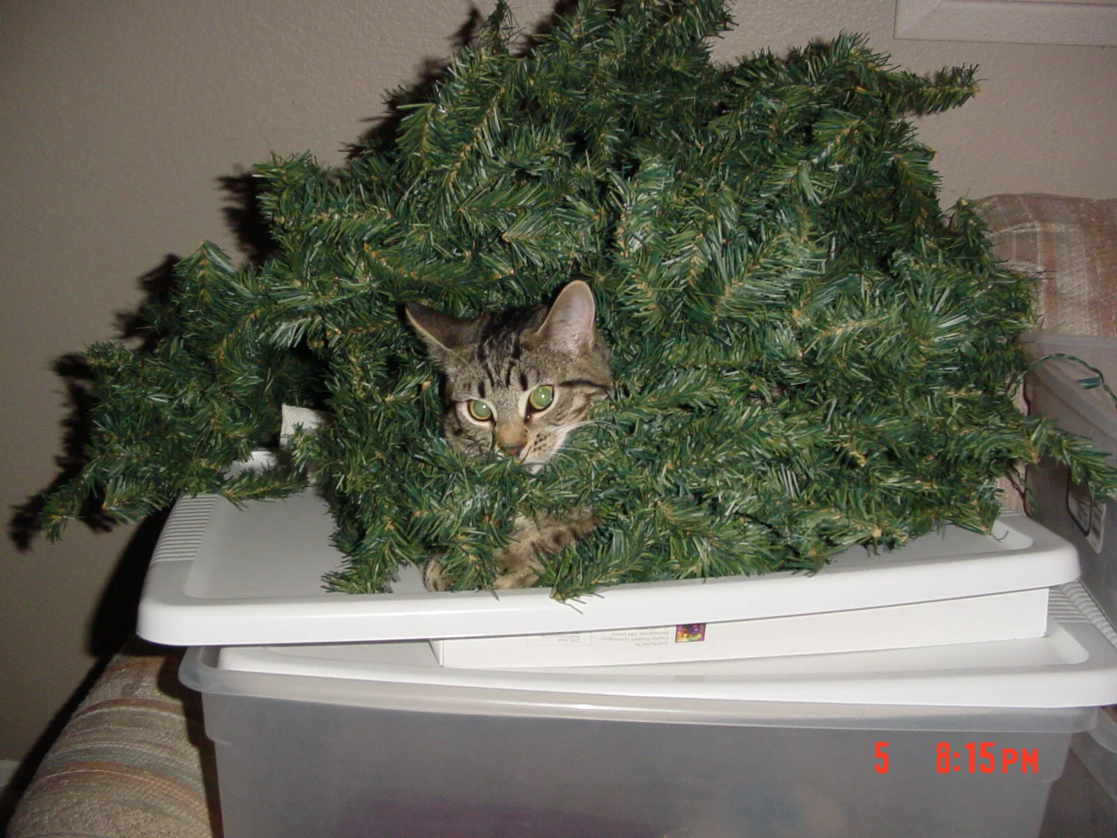 Indy Playing Dec 2004.JPG