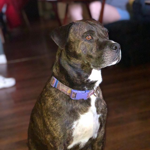 Deep thought Doggo.
