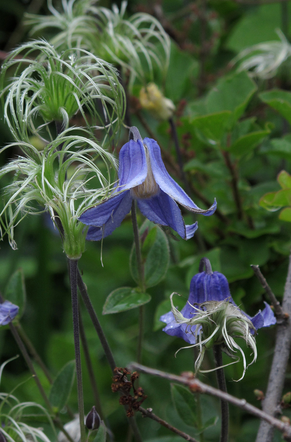 JOHare-Blue-wildflowers.jpg