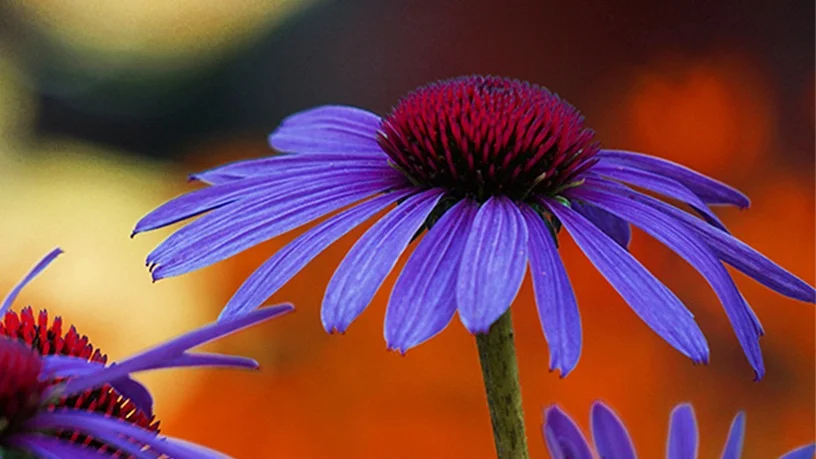 1-CONE-FlowerREV-0824.jpg