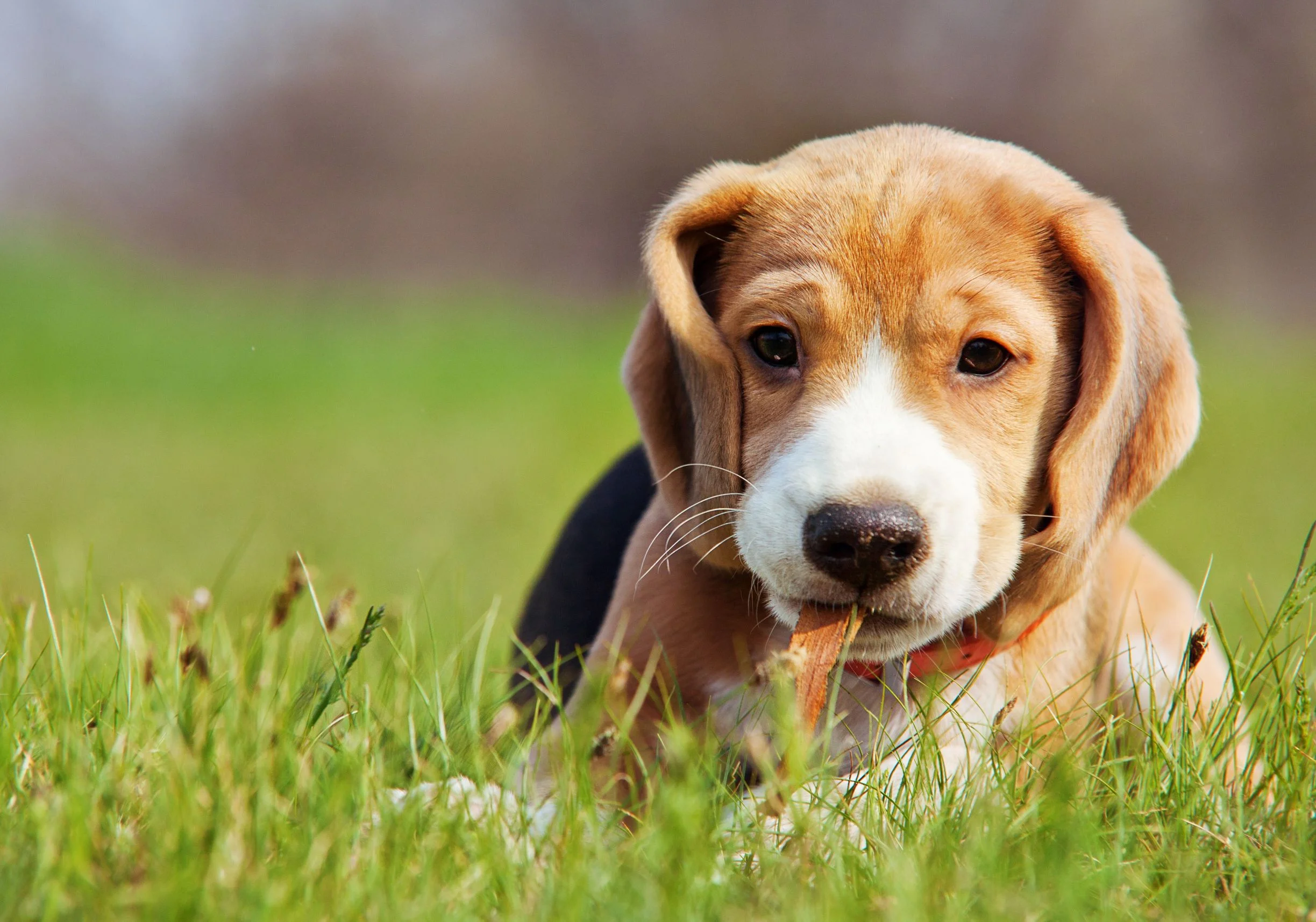Korean Phrases 15: Talking with Pet Lovers