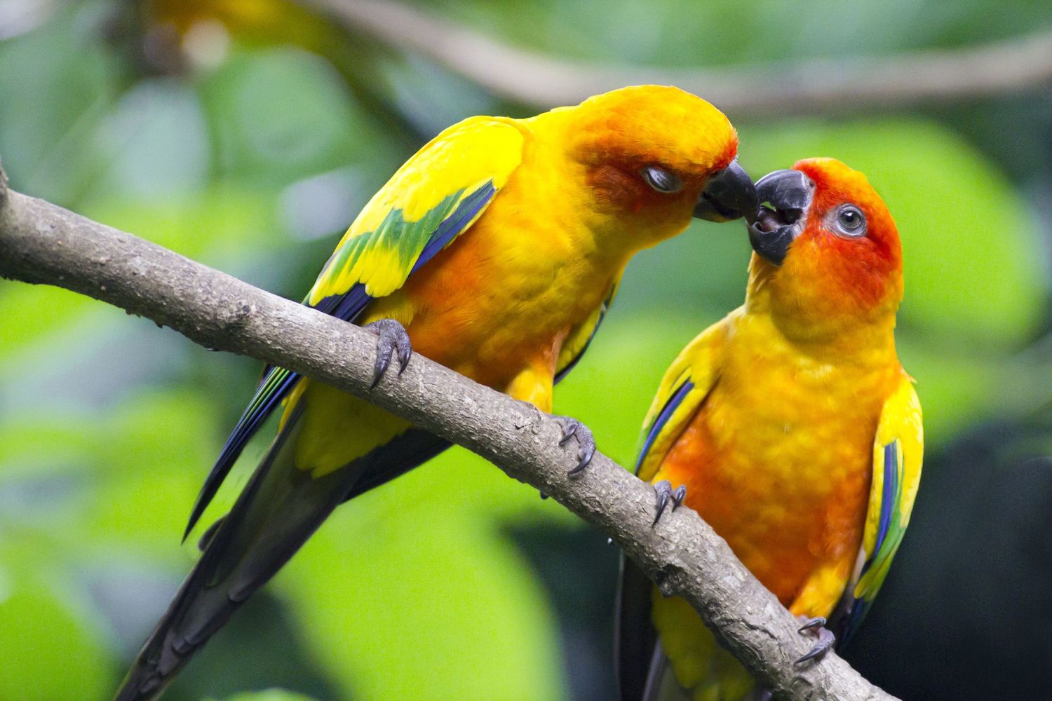 15 Animal Sounds in Korean — SweetandtastyTV 15 Animal Sounds in Korean — SweetandtastyTV