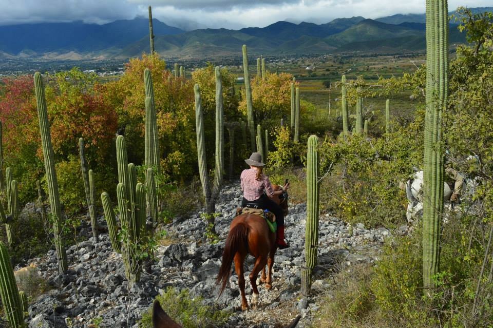 Horseback in cactus country. Oaxaca, Mexico
