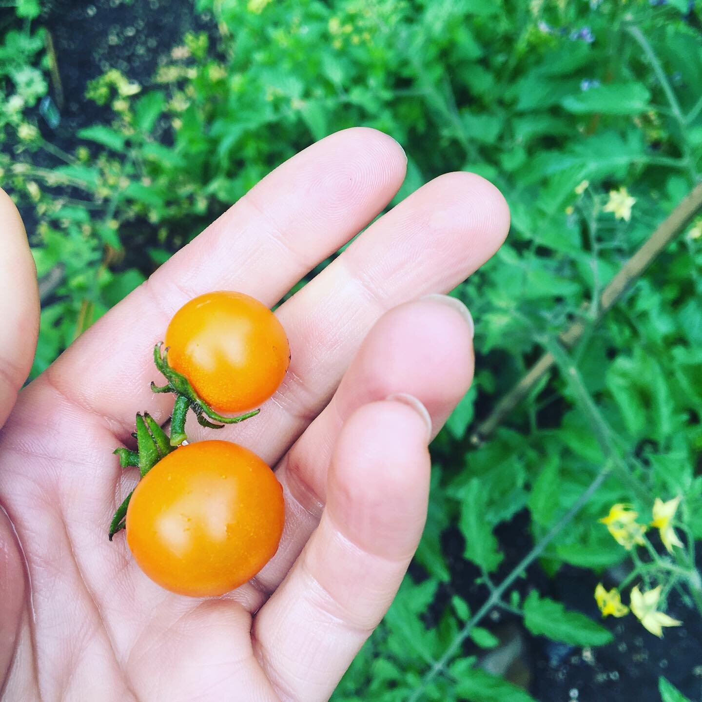 I wait all year for this moment
🔸🔸🔸

 #sungold #yum #growyourown