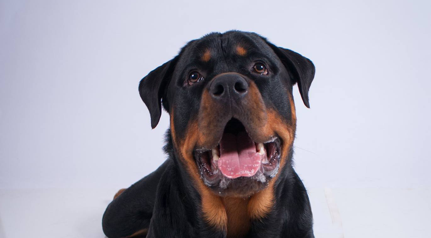 At the end of your leash! Dog Training & Wellness