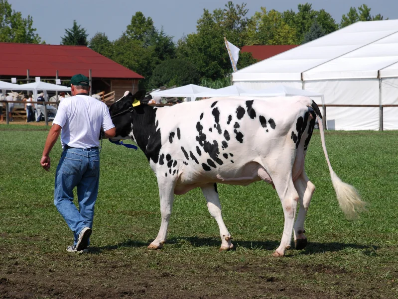  "Regular" size cow - NOT a Mini.
