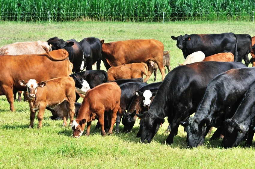 Cows Herd Farm 46895002_Small.jpg