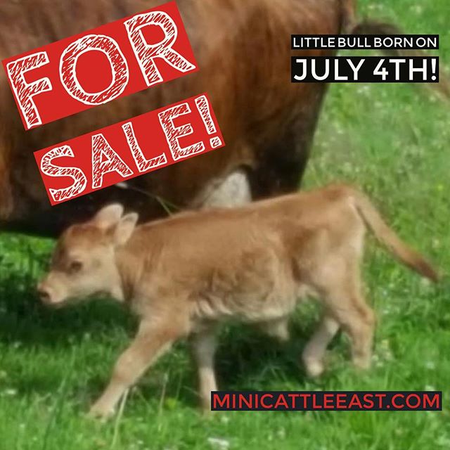 2023 Wilkinson Farms Simmentals Breeding for the Future Sale by