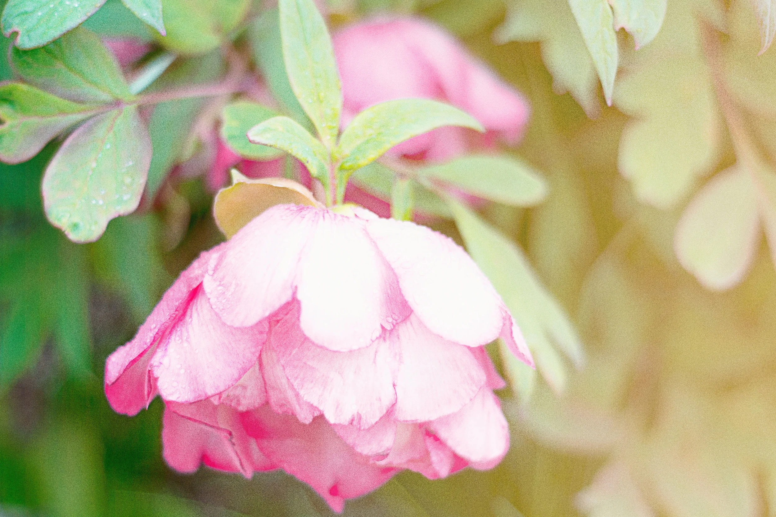 DSC_2100.jpg