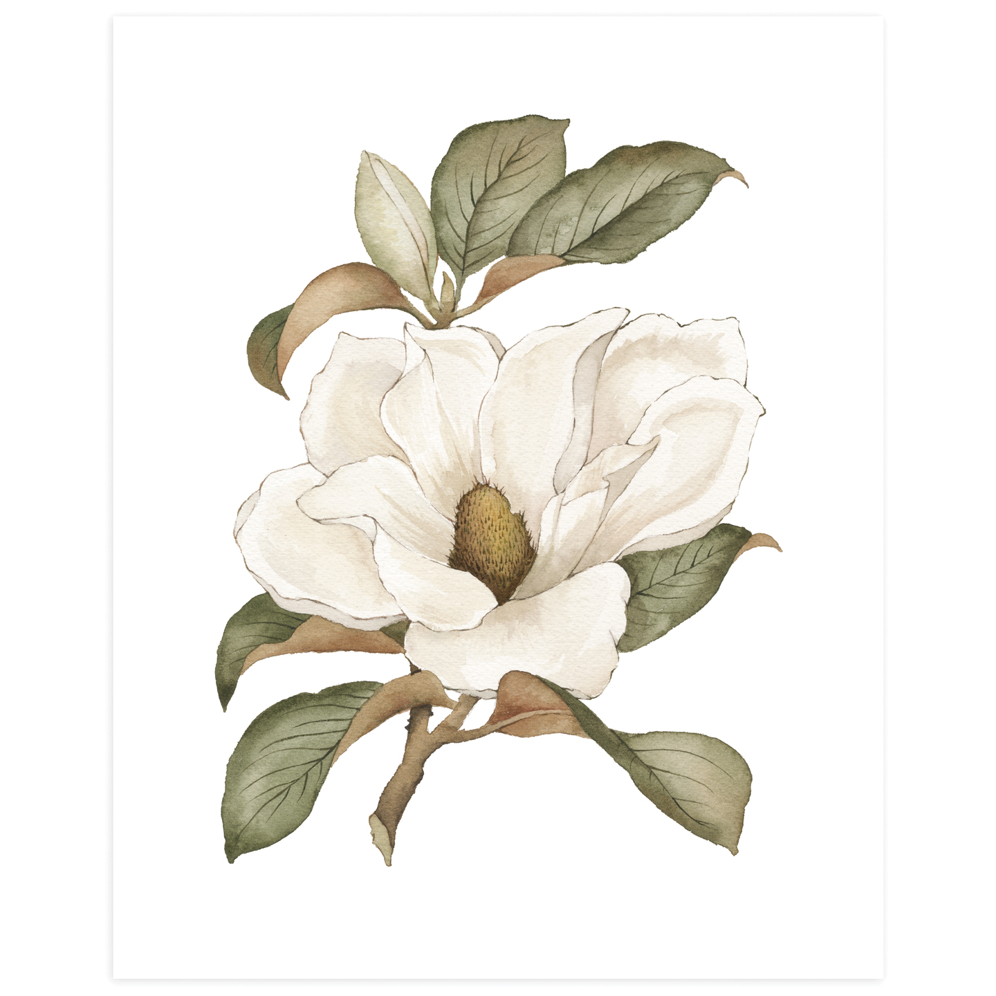 Magnolia