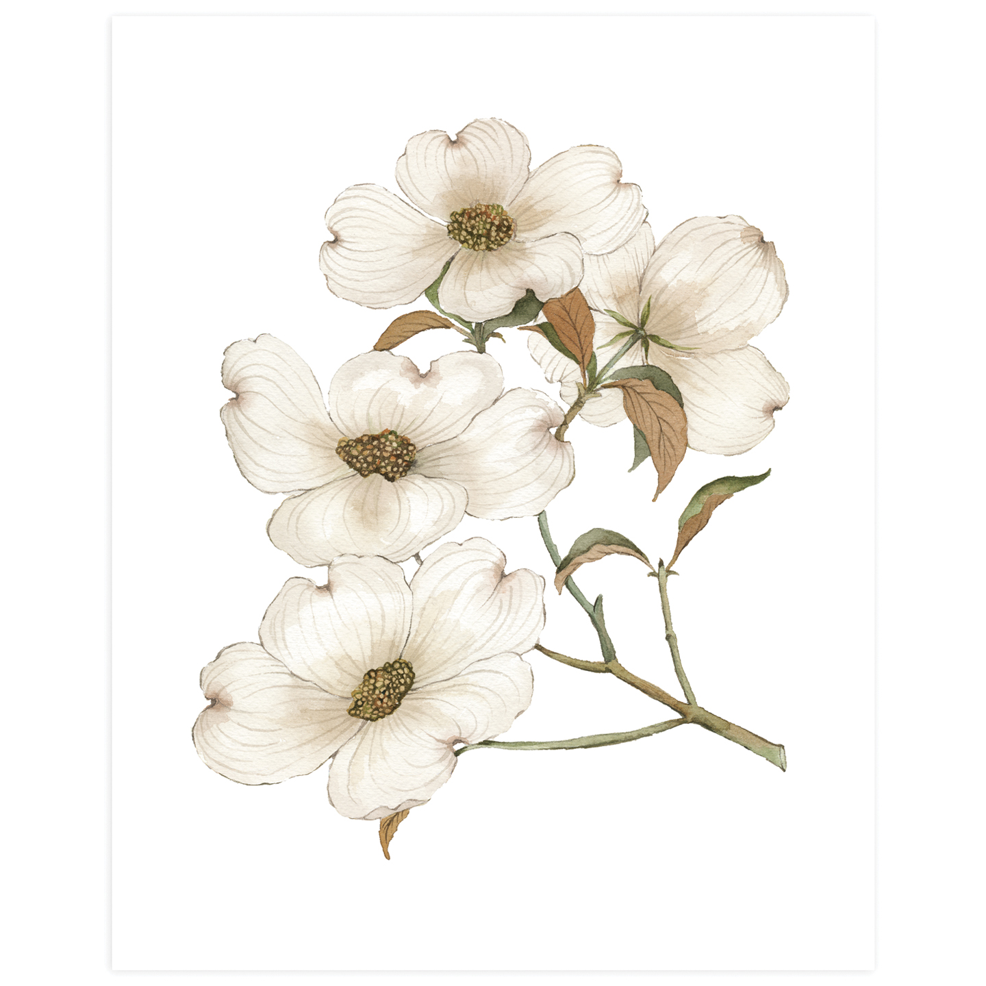 Dogwood