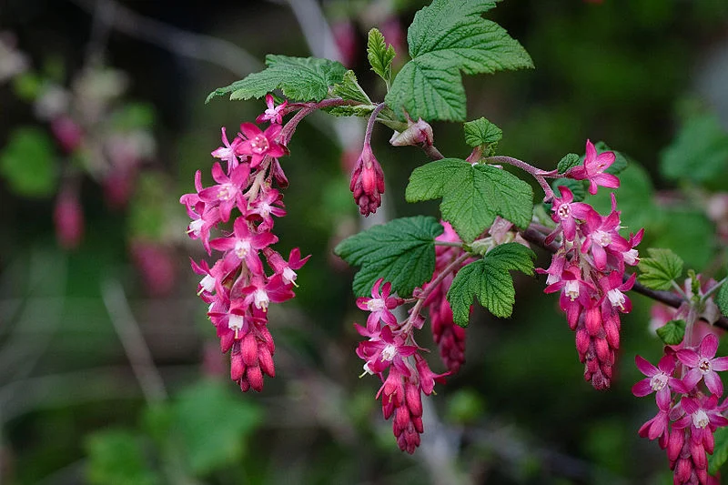 Ribes_sanguineum.jpg