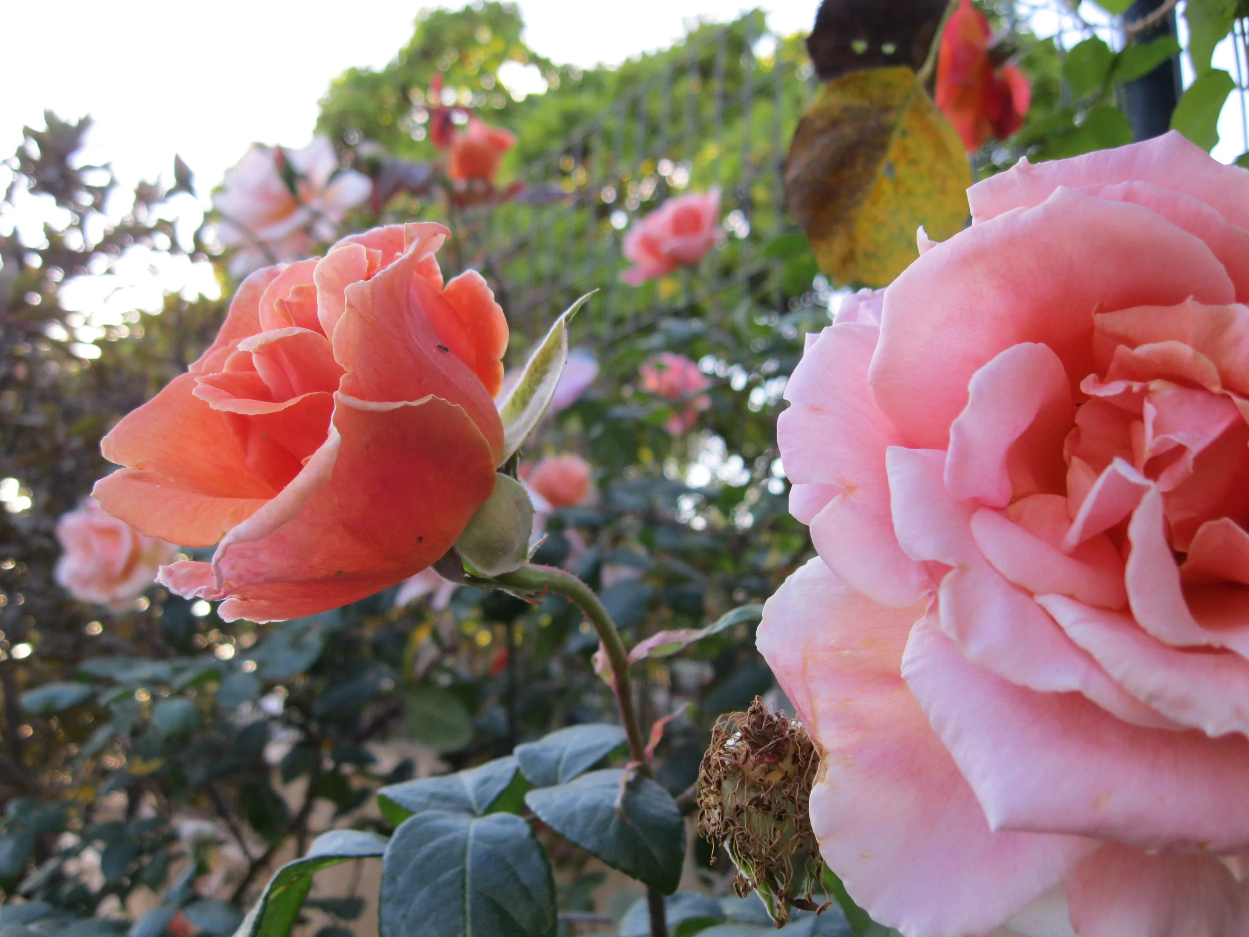sept-20-2012 143.JPG