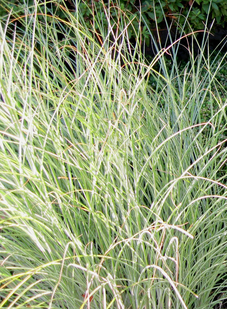 CUmiscanthus.jpg