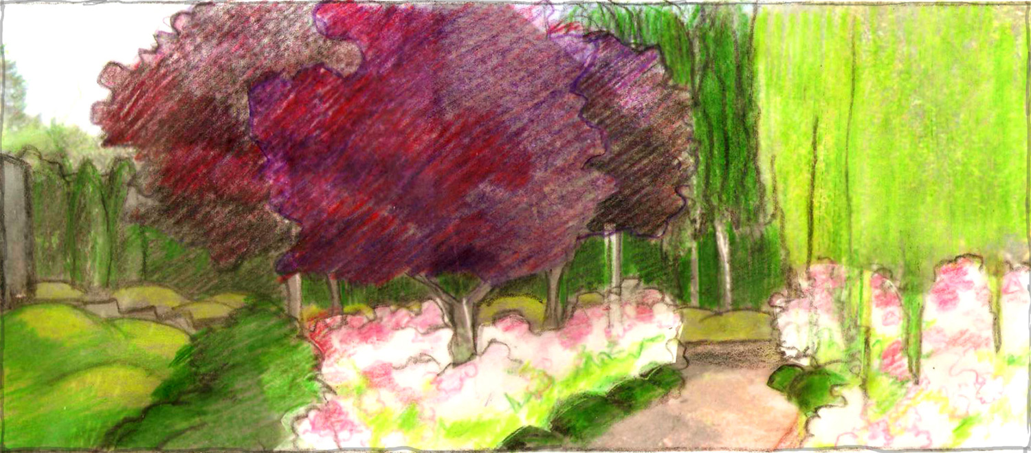 Sketch of entry area with Purple Plum allée we designed. White barked Birch stand in a grove we created beyond. In the foreground a Rose and evergreen hedge encircles a gravel patio we placed alongside the Weeping Mayten .