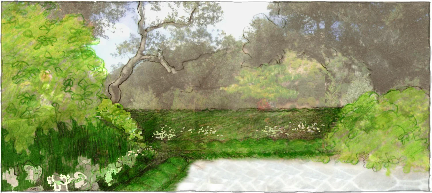 Sketch of the Oaks and rolling hillside to the sea framed with hedging, interspersed with softer Choisya and Blossoming Current shrubs. Anemone, Hellebore and Agapanthus flowers were chosen to create flower beds for an ongoing seasonal floral display.
