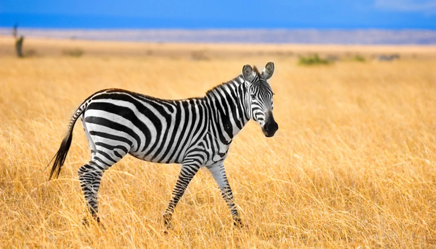 Packing List for Kenya