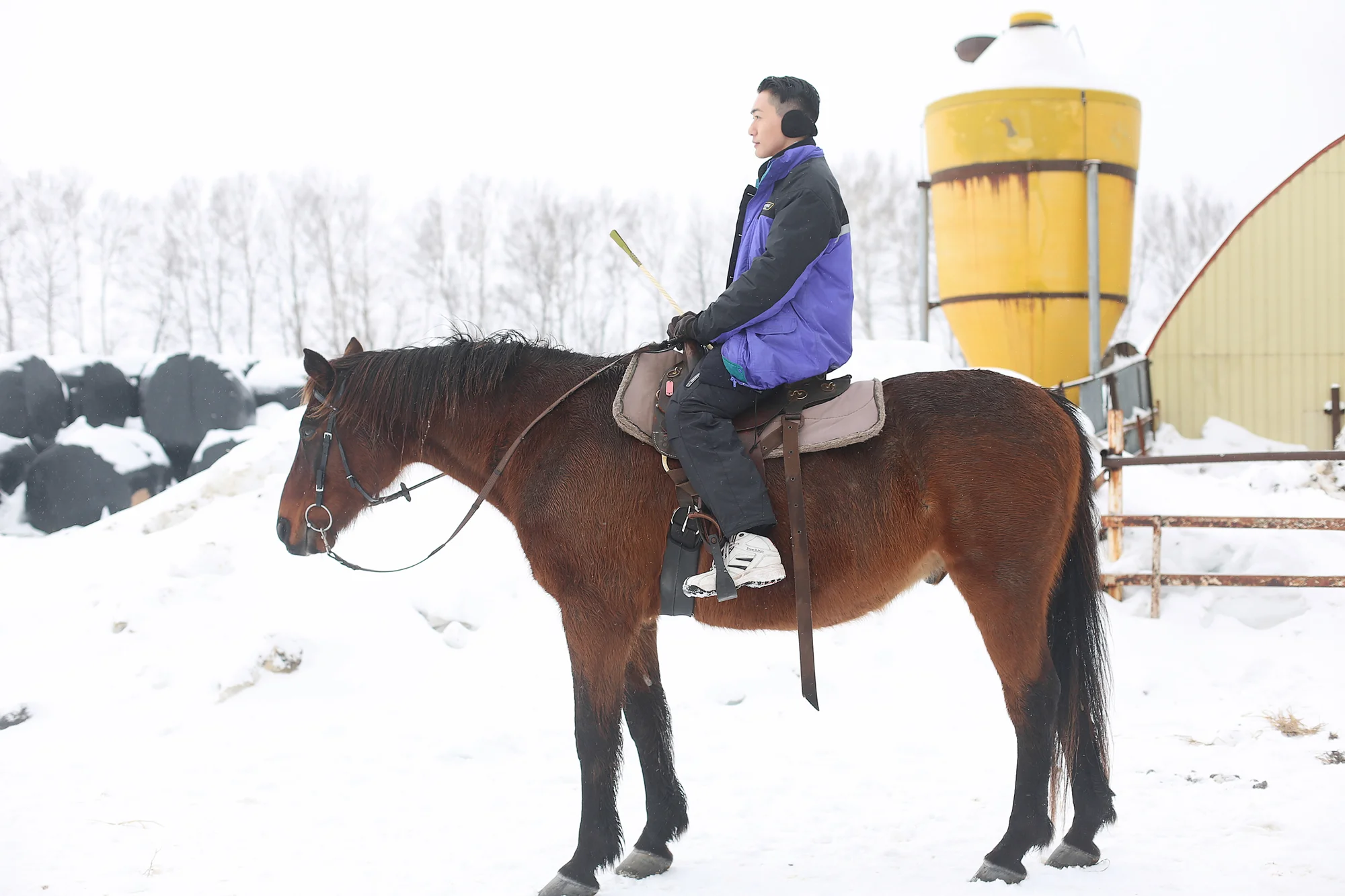 c1horseb.jpg