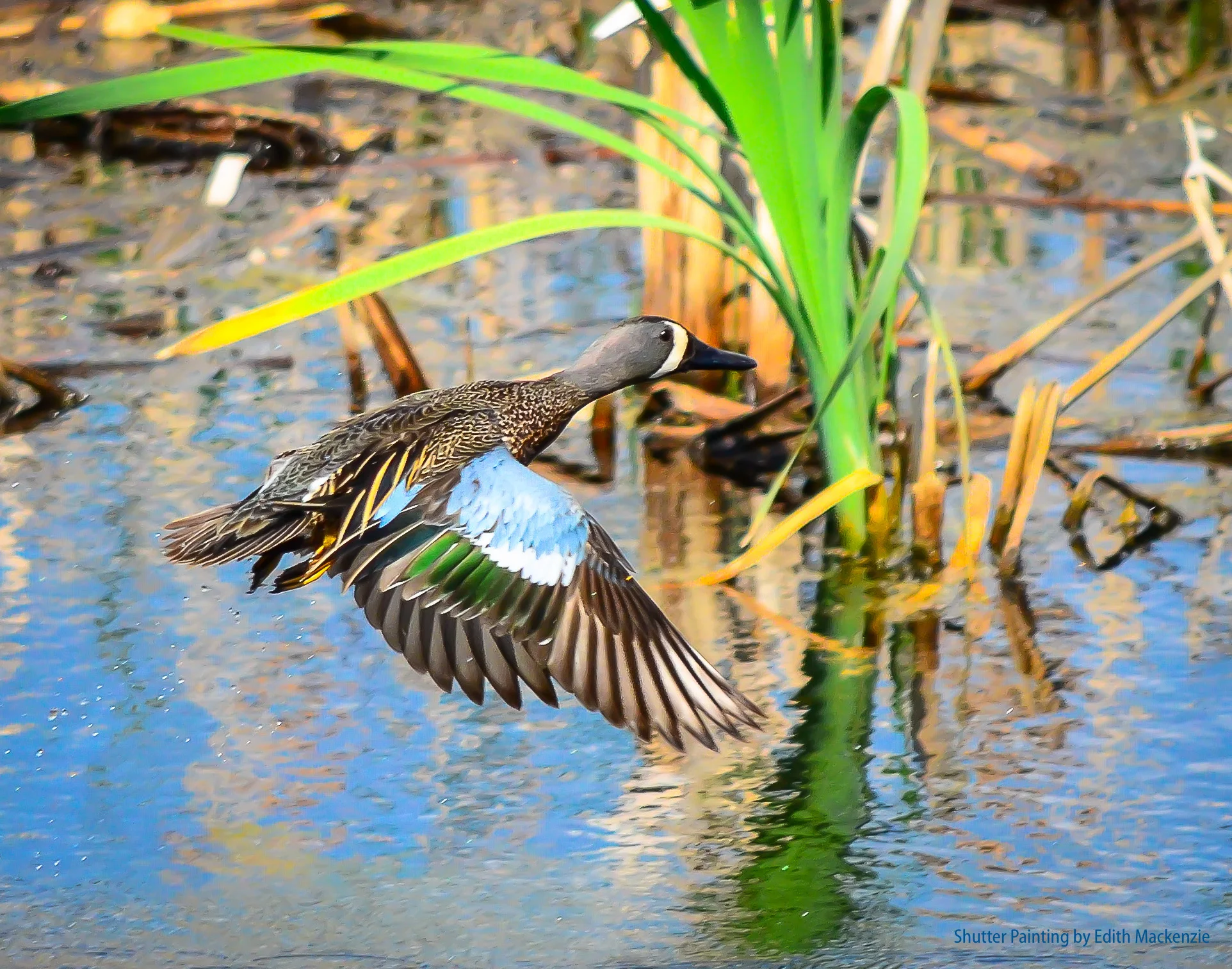 Taking Flight