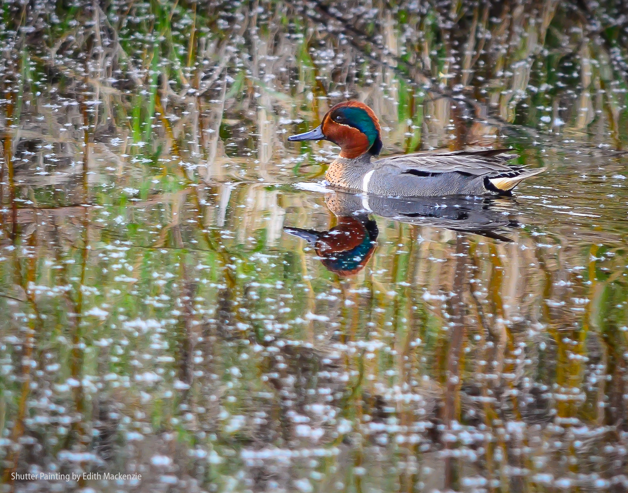 On fluffy pond