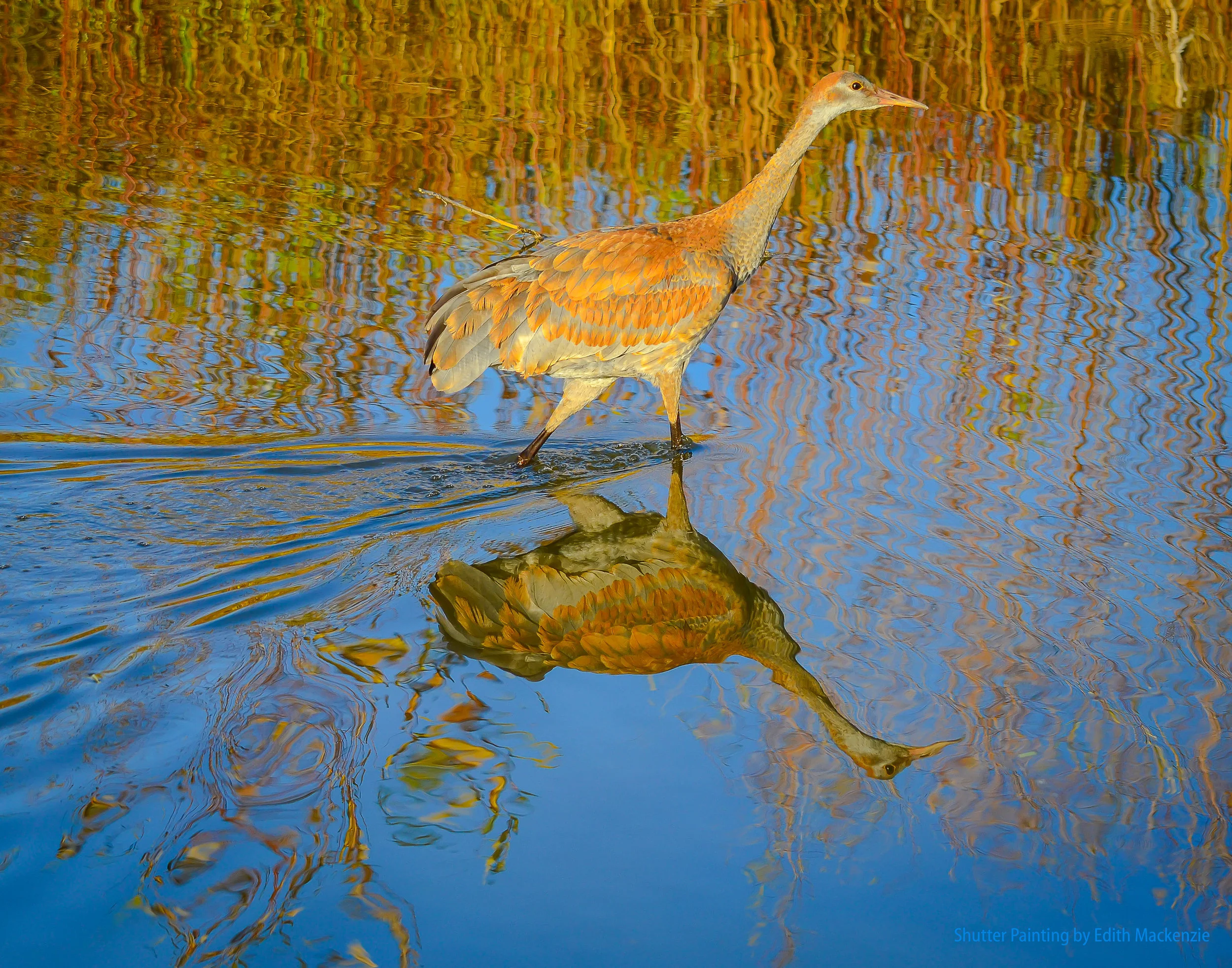 Wading with my reflection