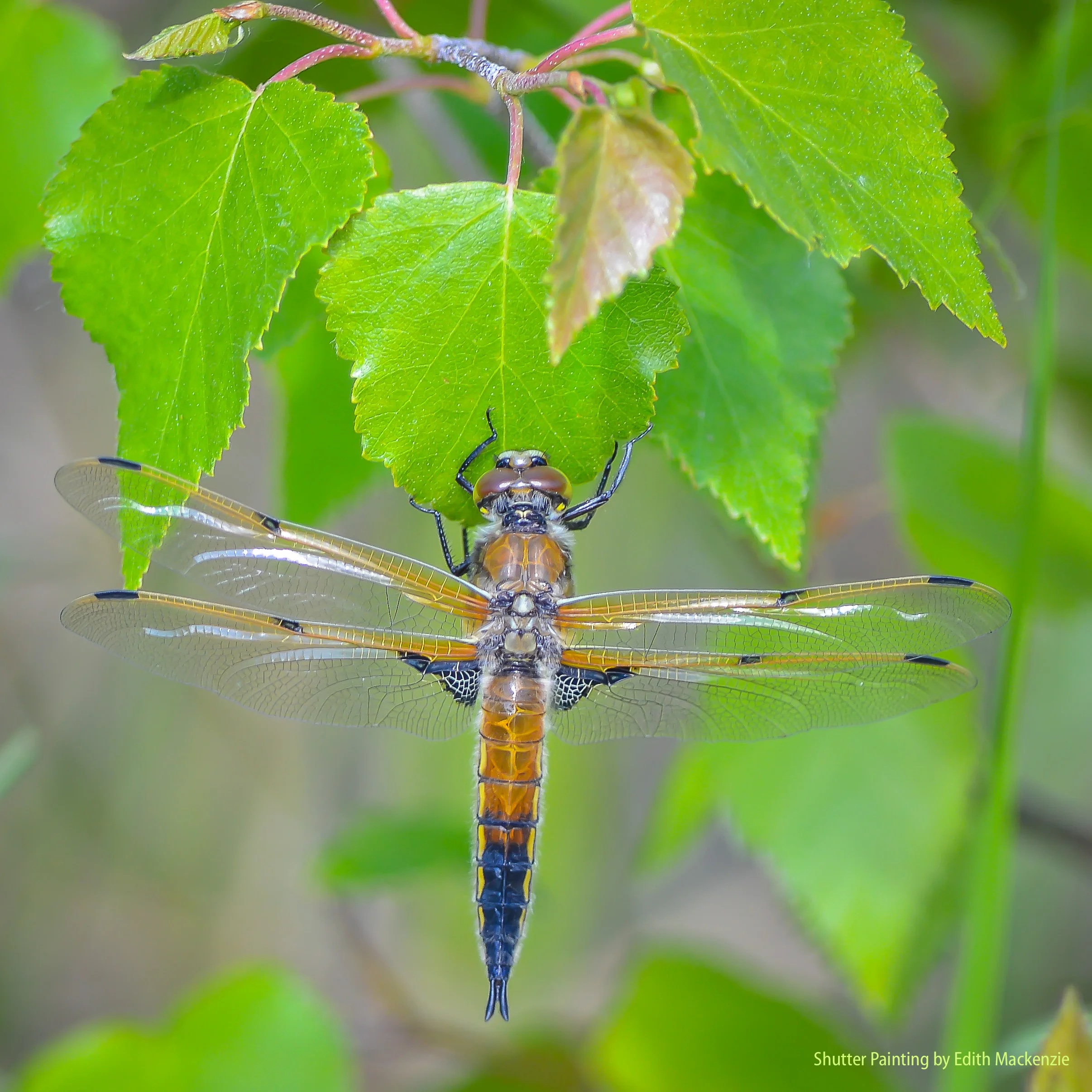 Hanging on