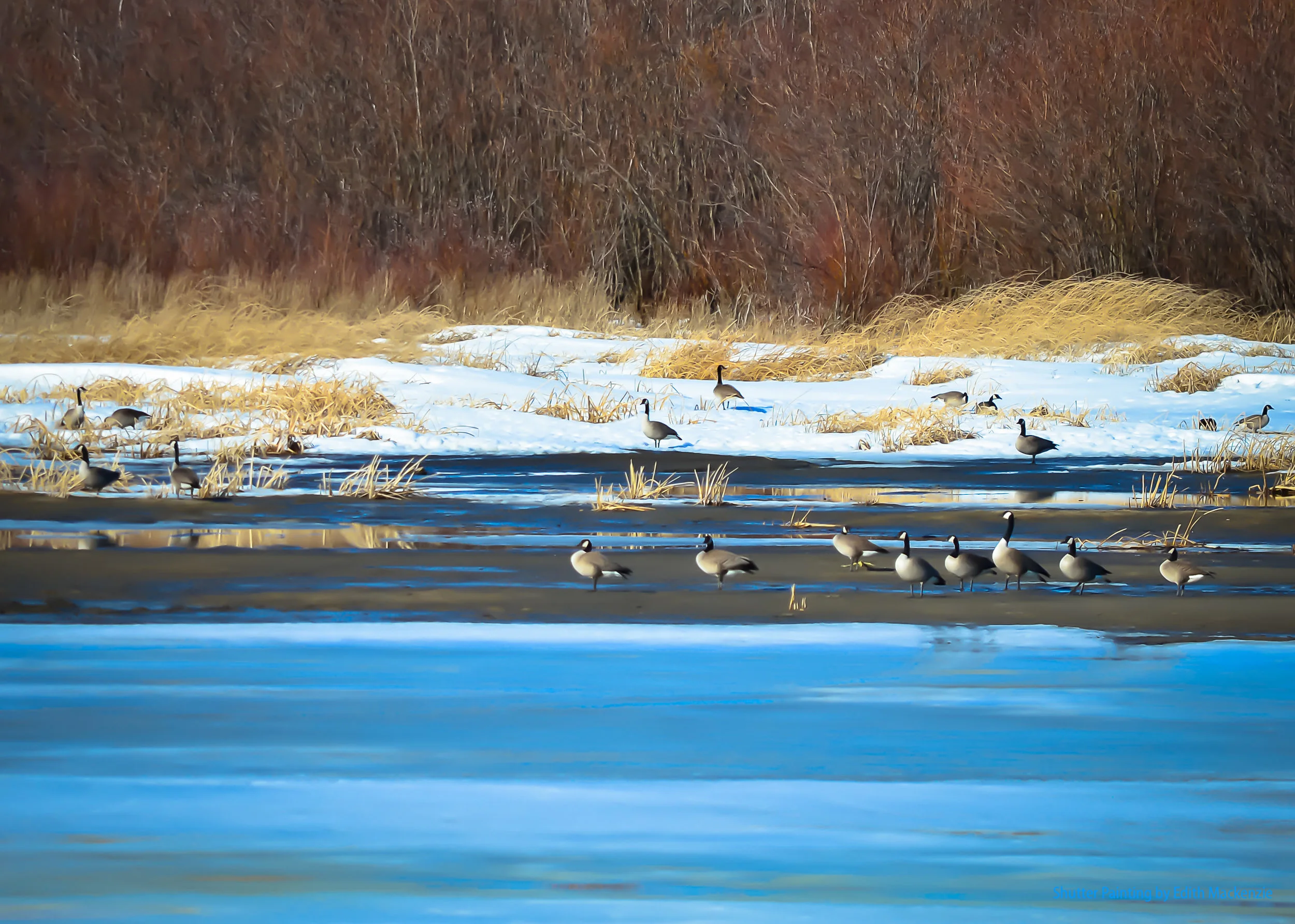 The geese return